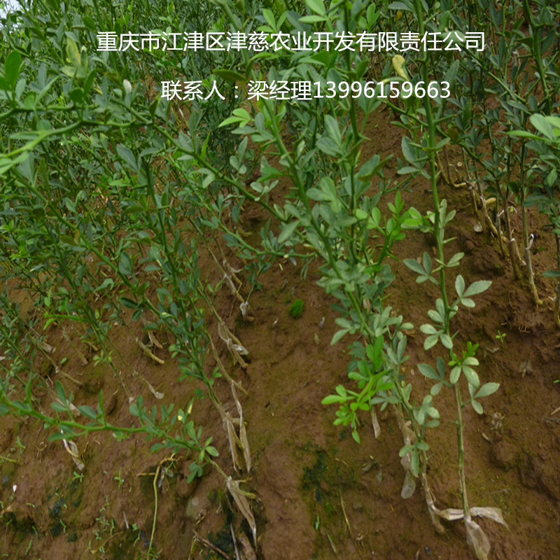 枳砧1