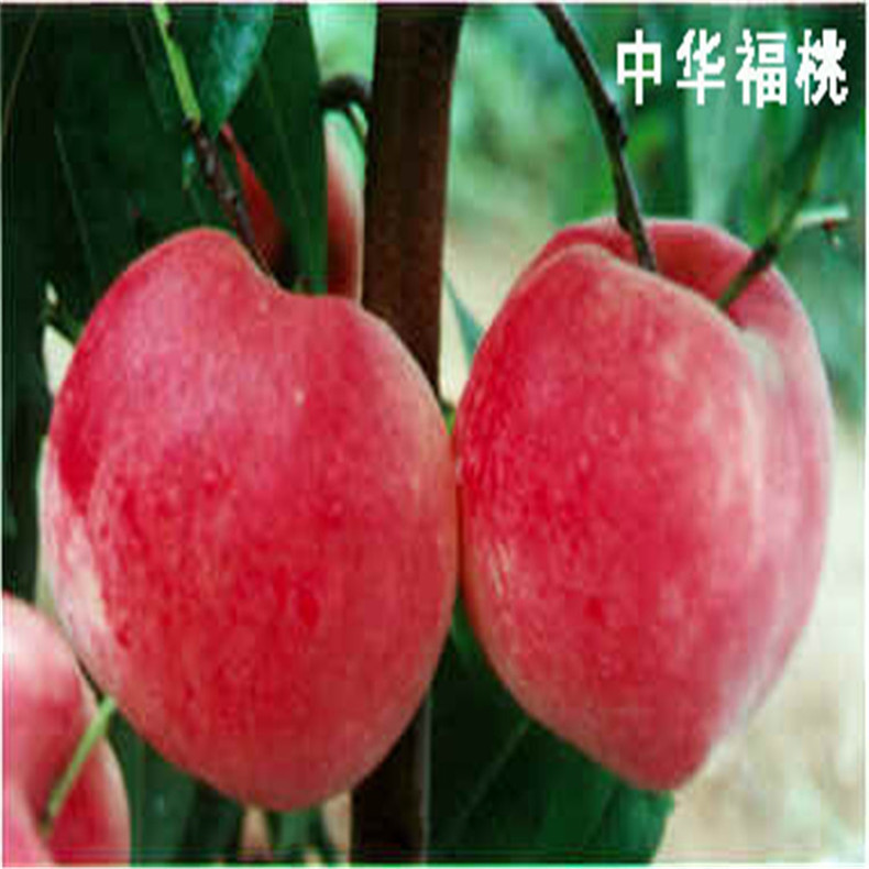 中華福桃