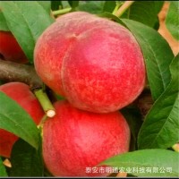 浙江桃樹苗基地 早熟桃,晚熟桃,油桃,黃桃,蟠桃,桃苗基地量大價優(yōu)