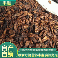 動物性蛋白飼料干蠶蛹 雞鴨鵝飼料蛋白原料 魚類養(yǎng)殖蠶蛹粉