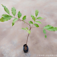 苗圃直供龍眼果樹苗盆栽花卉室內(nèi)綠色植物庭院觀賞苗木