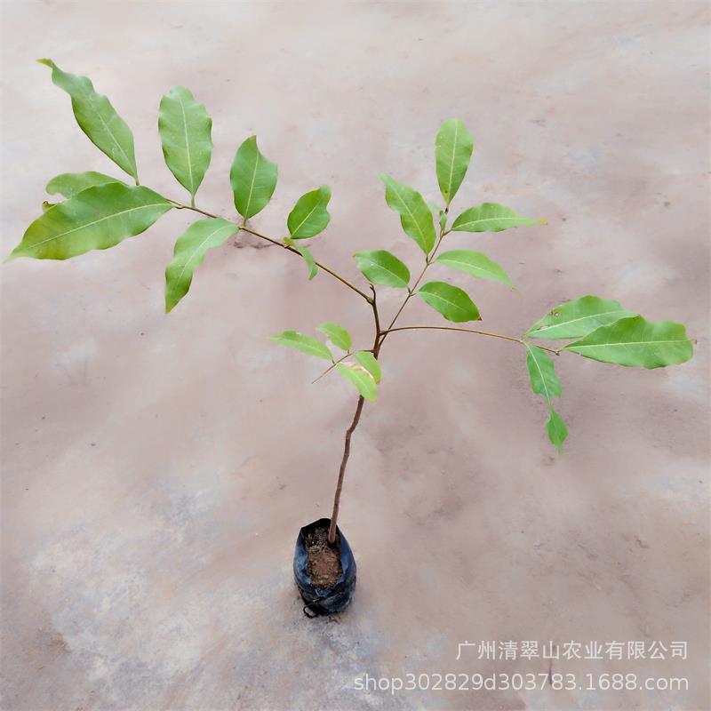 龍眼1.jpg