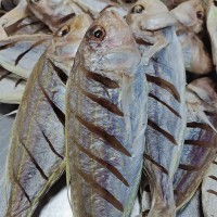 半干金線魚海鮮干貨一夜情干批發(fā)咸魚干干貨海鮮批發(fā)咸魚干貨批發(fā)