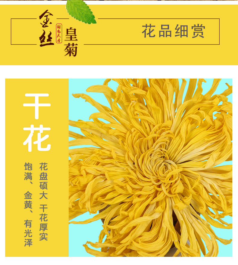 黃菊_06.jpg