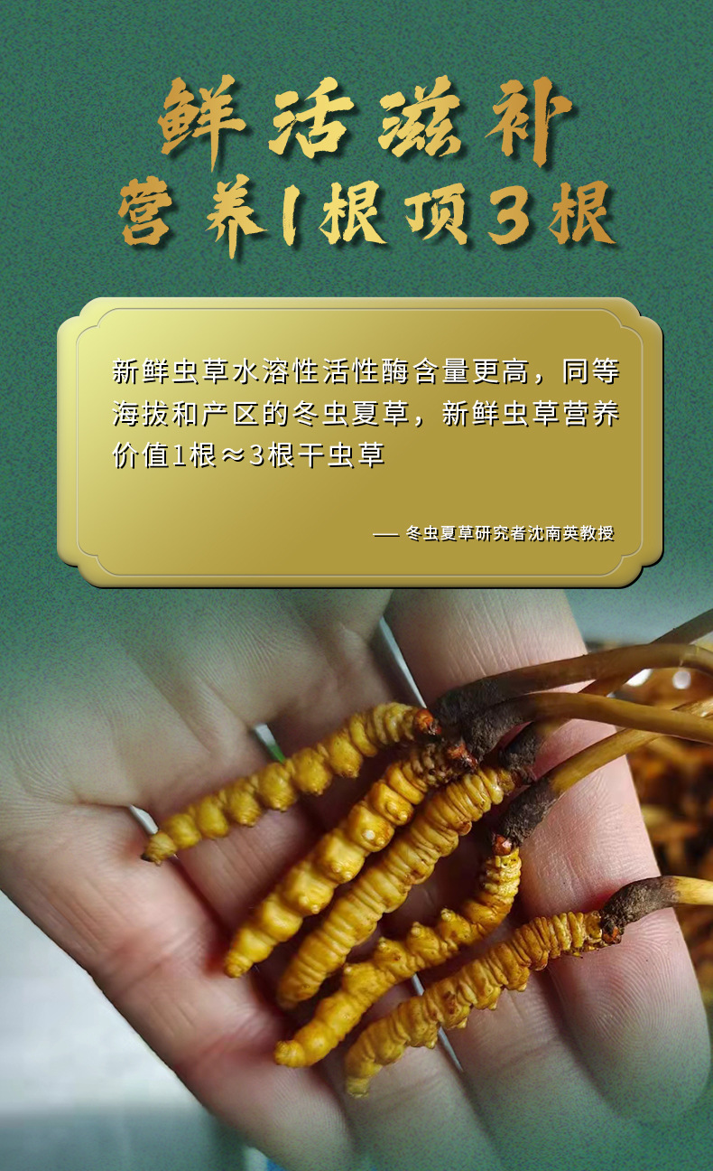 新鮮蟲草詳情頁(yè)_07.jpg