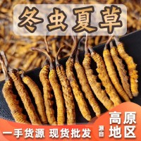 直供冬蟲夏草大貨批發(fā) 蟲草禮盒裝現(xiàn)貨 無(wú)斷凍干東陽(yáng)光冬蟲草批發(fā)