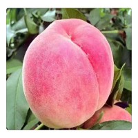 苗圃現(xiàn)挖現(xiàn)發(fā) 早中晚熟桃樹苗 地栽庭院種植中華壽桃福桃如何栽培