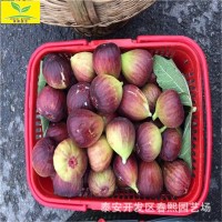 出售波姬紅無花果樹苗 品種全 可盆栽地栽 1公分2公分無花果樹苗
