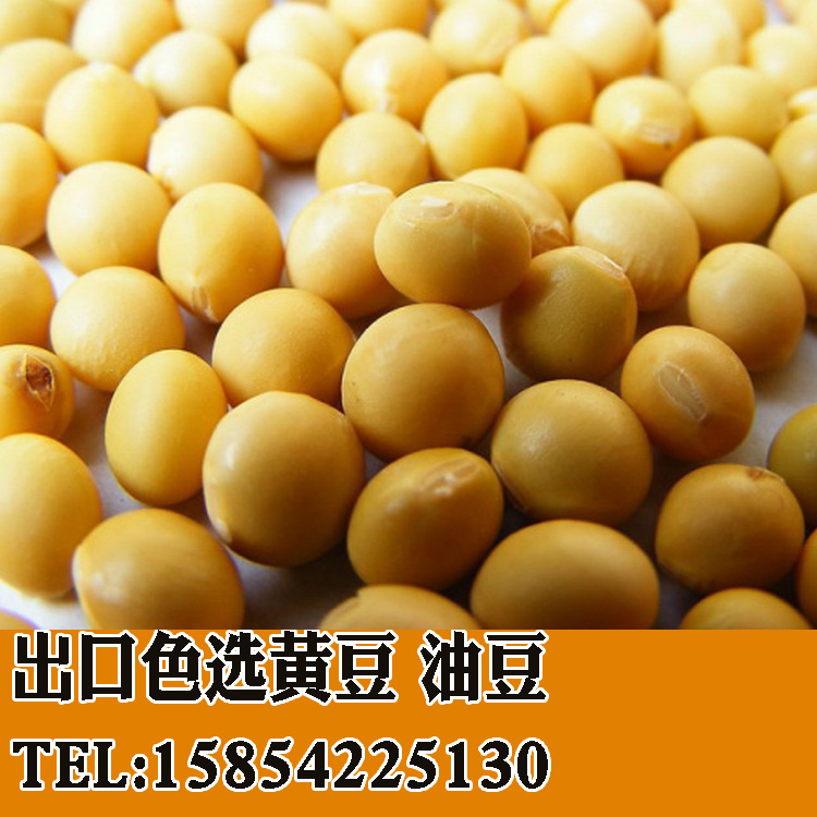油豆2