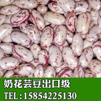 批發(fā)出口奶花蕓豆大顆粒口感軟糯東北內(nèi)蒙甘肅陜西產(chǎn)地