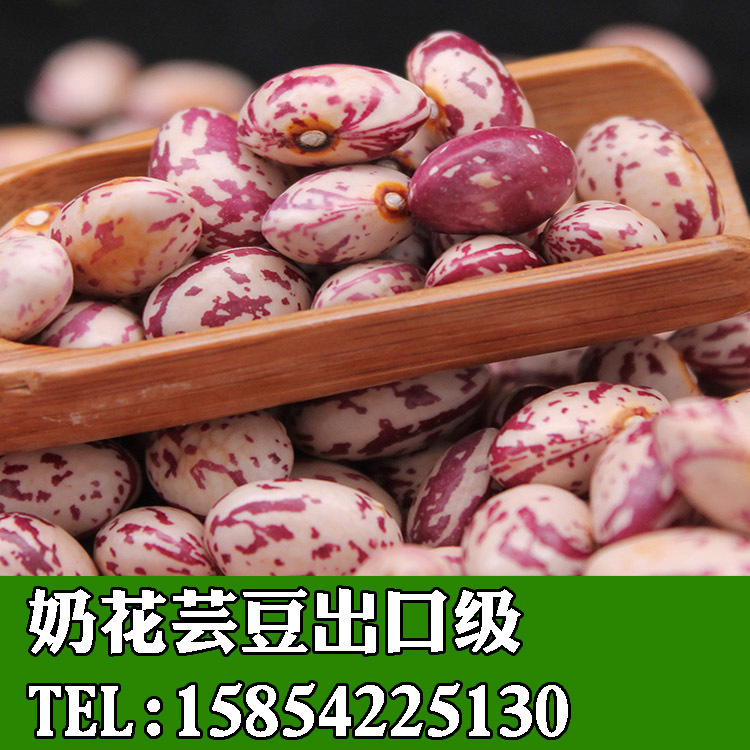 奶花蕓豆3