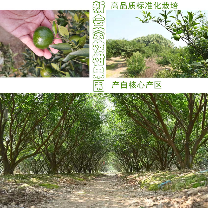 詳情圖新會果園
