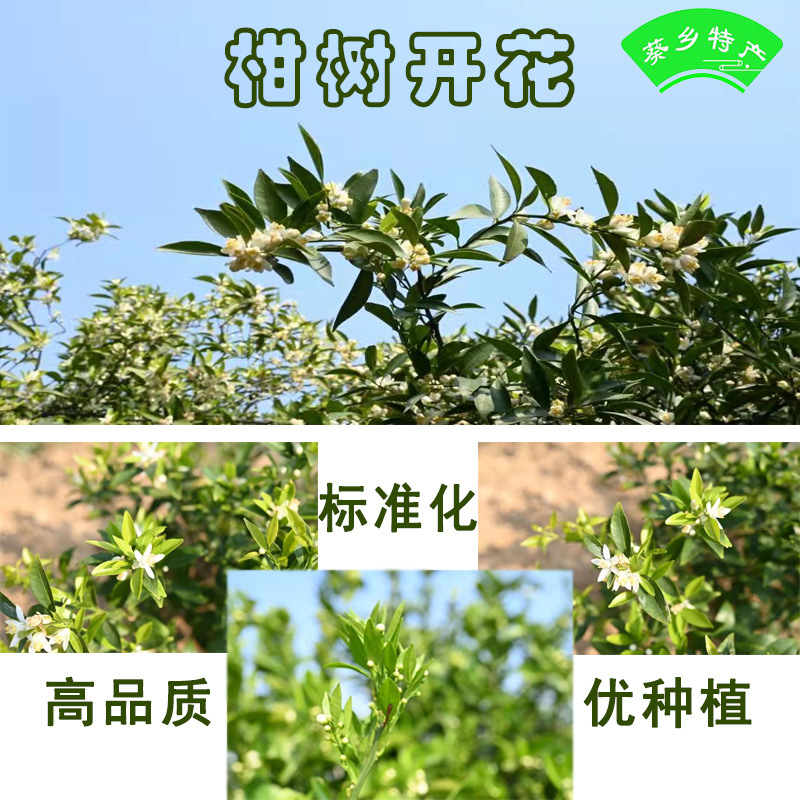 詳情頁柑樹開花