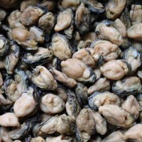 北海特產(chǎn)淡曬生蠔干牡蠣干貨自曬不抽油海蠣干海蠣子500g批發(fā)