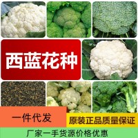 廠家直銷四季西藍花種子批發(fā)大棚基地蔬菜種子2件起發(fā)接一件代發(fā)