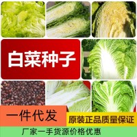 廠家直銷四季白菜種子批發(fā)大棚基地蔬菜種子滿2件起發(fā)接一件代發(fā)