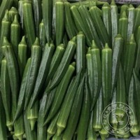 助農二號黃秋葵種子 優(yōu)質水果秋葵