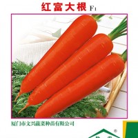 紅富大根F1胡蘿卜種子 耐抽苔 單根300-500g 120-180天采收