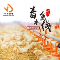 平養(yǎng)雞鴨舍養(yǎng)殖水線 養(yǎng)雞鴨子水線設(shè)備 肉雞鴨雞用水線 供水系統(tǒng)