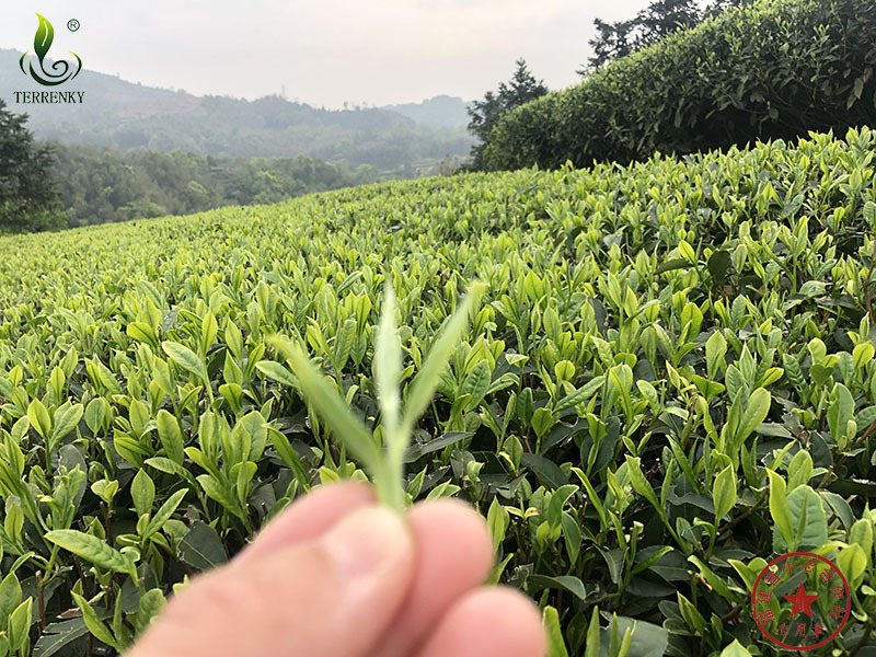 福建省安溪小志茶葉專業(yè)合作社