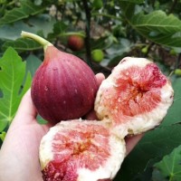 波姬紅無花果苗 批發(fā)金傲芬無花果樹苗 產(chǎn)地直供布蘭瑞克無花果苗