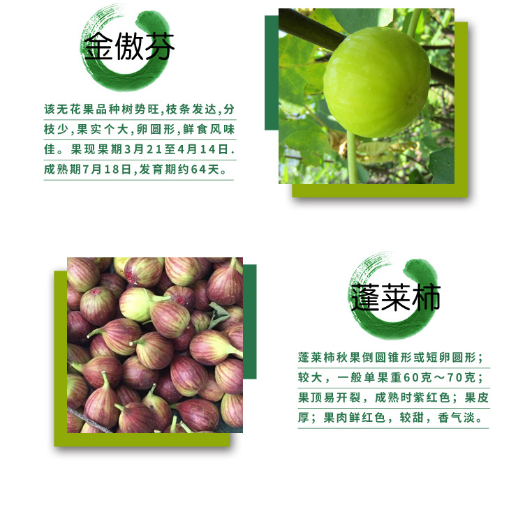 無花果苗_03