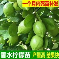 基地批發(fā)檸檬樹苗四季結果廣東香水檸檬苗臺灣香水檸檬嫁接果樹苗
