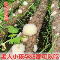 野外生椴木小銀耳500g干貨白木耳軟糯丑耳出膠糯雪耳批發(fā)