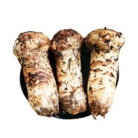 2022新貨云南新鮮松茸美味煲湯食用菌500g 1000g 代發(fā)直發(fā)