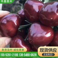 基地直供多品種櫻桃苗 易成活 適合南北方種植現(xiàn)挖大櫻桃樹