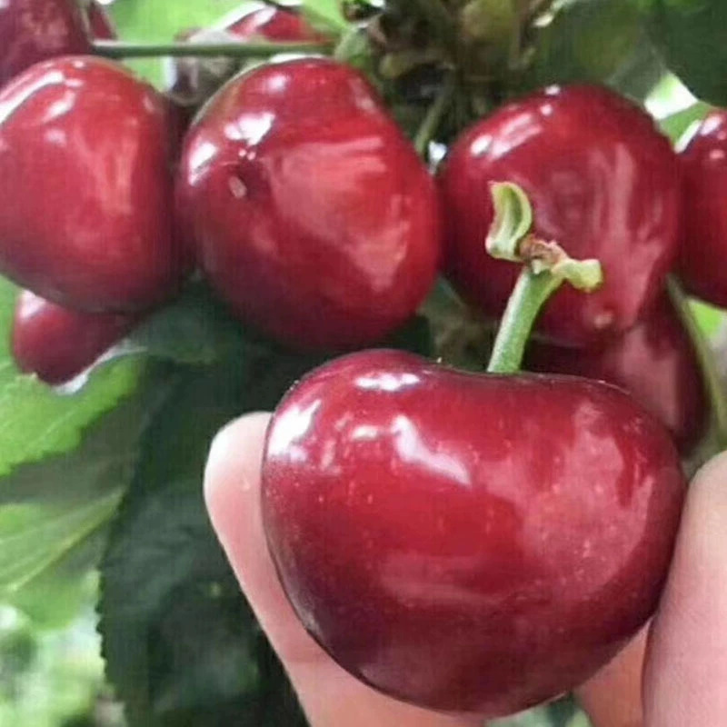 櫻桃苗