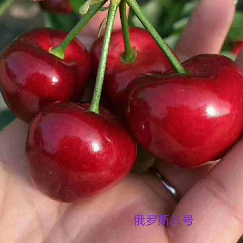 櫻桃苗