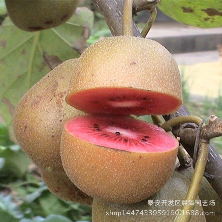 獼猴桃