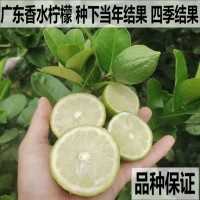 基地批發(fā)檸檬樹苗四季結(jié)果廣東香水檸檬苗臺(tái)灣香水檸檬嫁接果樹苗
