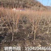 李子樹苗3-4公分掛果樹苗 庭蔭樹 南北方種植果樹李子苗 基地供應(yīng)