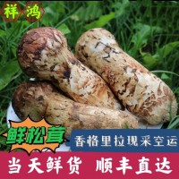 【新鮮松茸】包郵 云南特產(chǎn)香格里拉新鮮松茸現(xiàn)貨特級松茸松口蘑