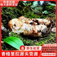 云南特產(chǎn)野生松茸鮮 香格里拉新鮮松茸菌 濕松茸 蘑菇菌菇2斤包郵