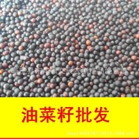 油菜籽批發(fā) 大量供應(yīng)江蘇本地優(yōu)質(zhì)榨油菜籽 2021年新