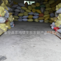 榨油菜籽批發(fā) 過篩過比重臺(tái)去雜后的凈菜籽