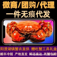 團購現(xiàn)貨大閘蟹陽澄湖鎮(zhèn)鮮活全母蟹公母蟹批發(fā)活體代發(fā)順豐禮盒裝