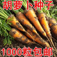 溢芳種業(yè)出售蔬菜瓜果籽胡蘿卜種子又稱紅蘿卜或甘荀四季可播
