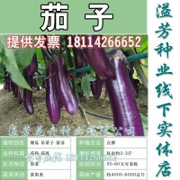 紫長茄子種子四季圓頭茄庭院園藝陽臺盆栽蔬菜種子易種包郵
