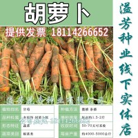 老品種紅胡蘿卜種子家庭菜園盆栽種蔬菜瓜果籽紅蘿卜甘荀四季可播