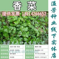 老品種香菜種子耐熱晚抽薹老芫荽種子老香菜 家庭陽臺小菜園種子