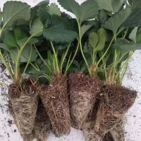 草莓苗 穴盤草莓苗 各品種穴盤草莓苗 無休眠期 生長快 上市早