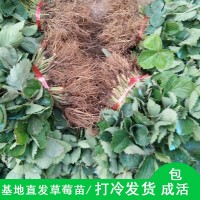 苗圃基地批發(fā)章姬草莓苗 果實(shí)整齊大量冷凍發(fā)貨章姬多品種草莓苗