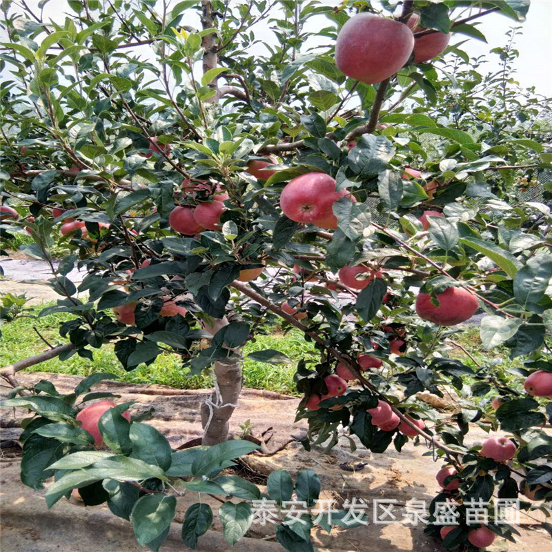 微信圖片_20180809165542.jpg