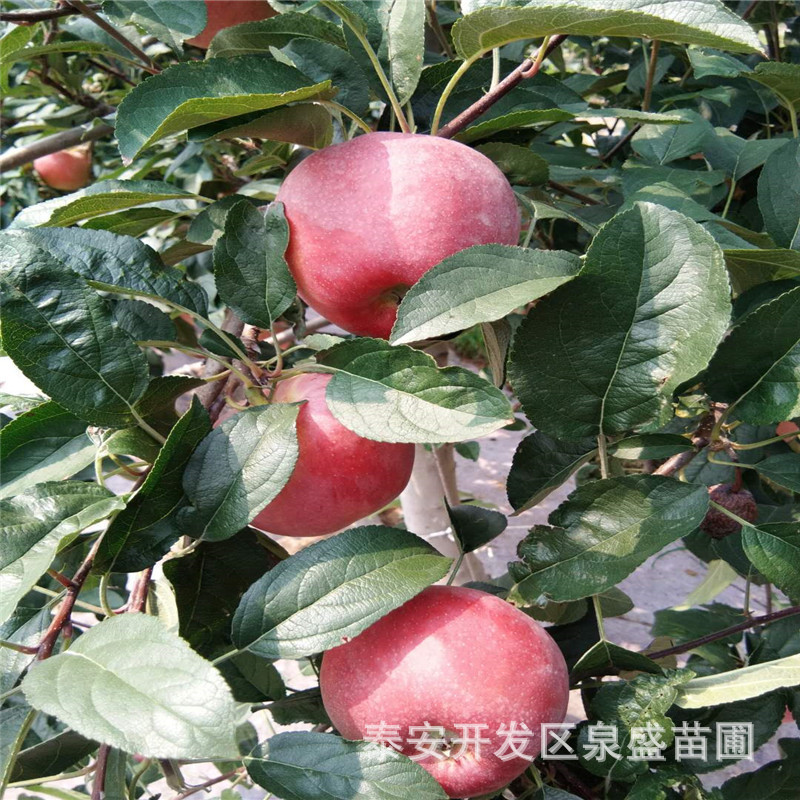 微信圖片_20180809165452.jpg