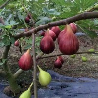 無花果樹苗基地批發(fā)苗圃培育易土管活壯庭院盆栽現(xiàn)打折優(yōu)惠挖新