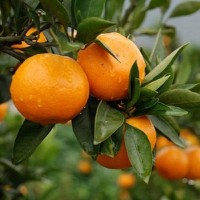 桔子橘子樹苗沙糖砂糖桔樹苗批發(fā)甜無籽無核嫁接柑桔苗庭院